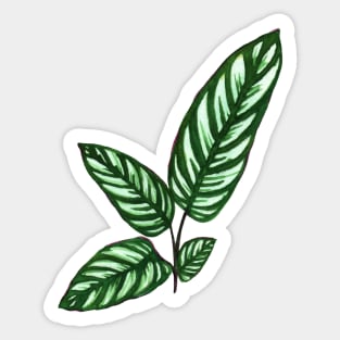 Calathea Sticker